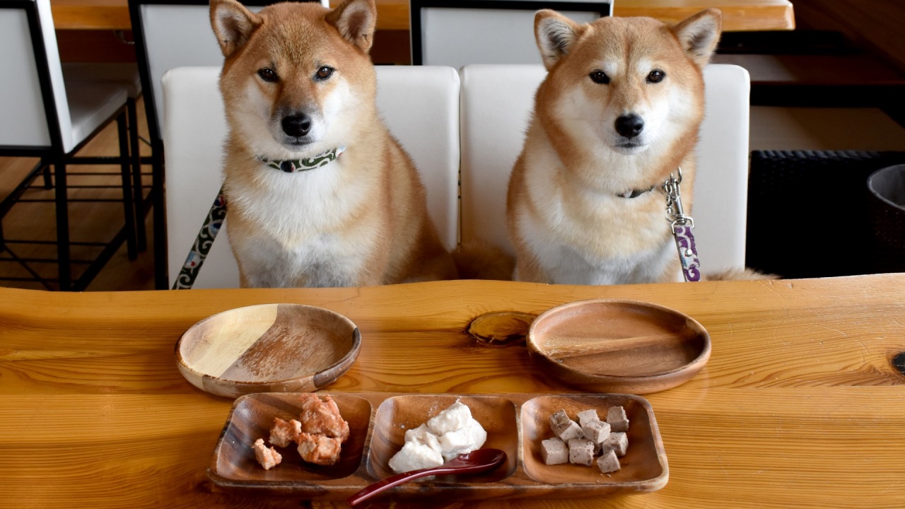 静岡で犬と泊まれるおすすめ宿7選｜選び方と宿泊マナーも解説