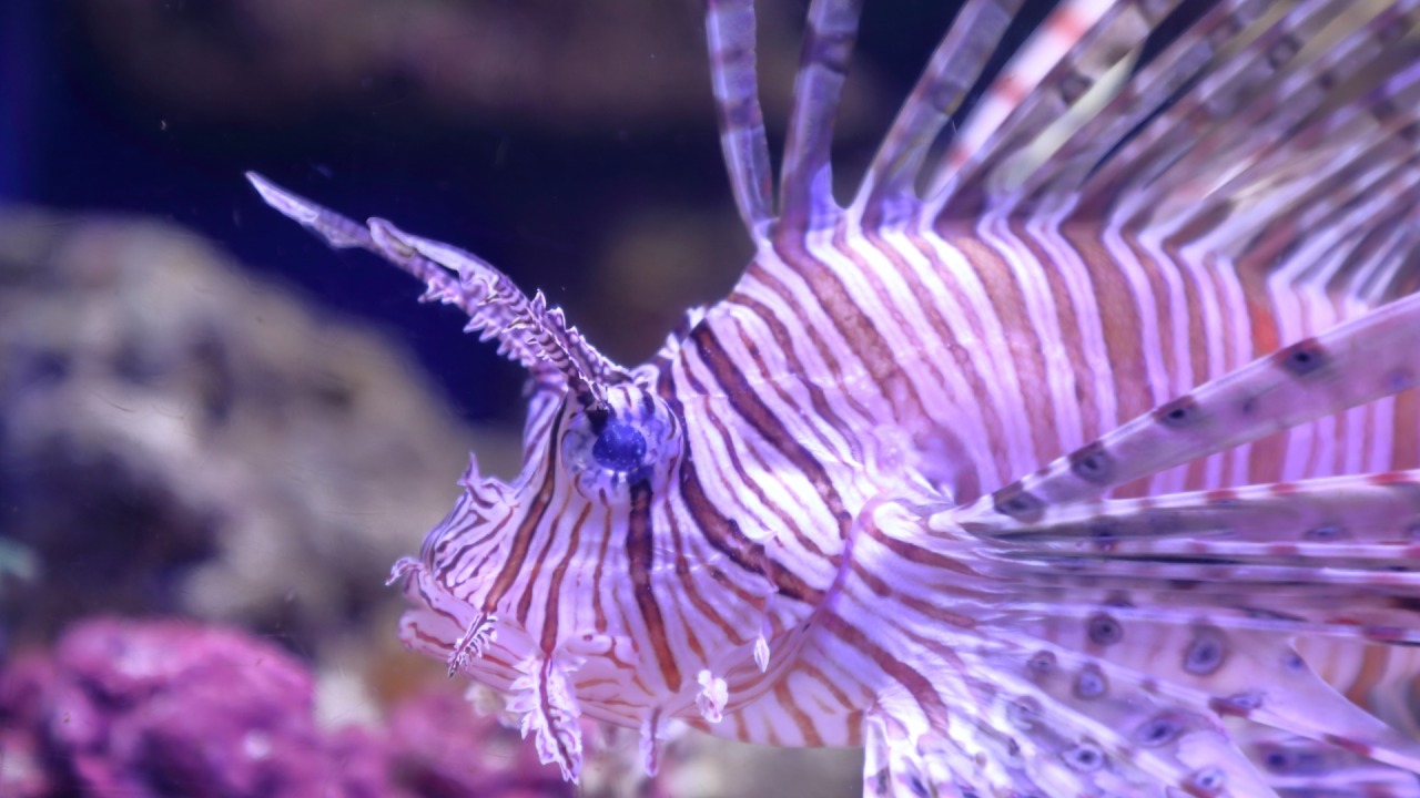 沼津深海水族館はしょぼいのか？｜行く前に知るべき本当の評価